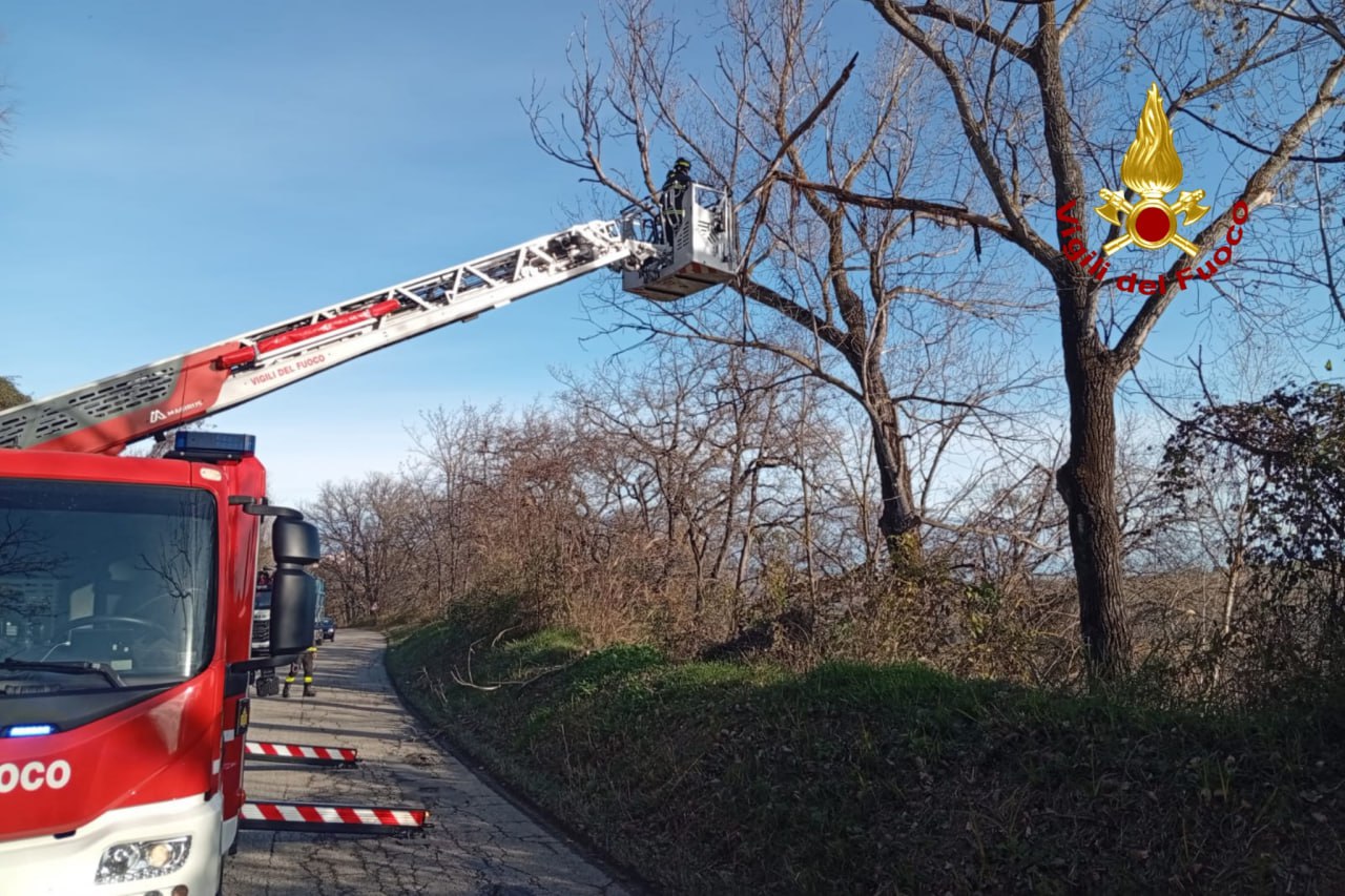 Rami a rischio caduta sulla strada, arrivano i vigili del fuoco