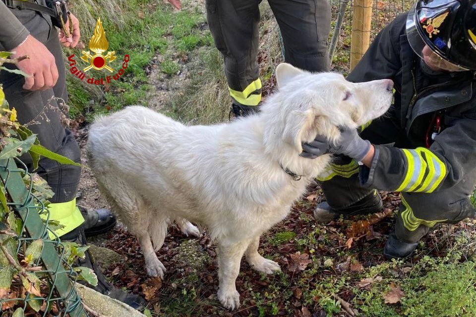 Cane investito finisce in un pozzetto: salvato dai Vigili del Fuoco
