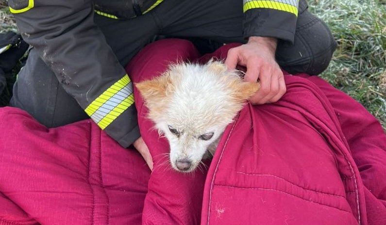 Cagnolino cade in un tombino, salvato dai vigili del fuoco