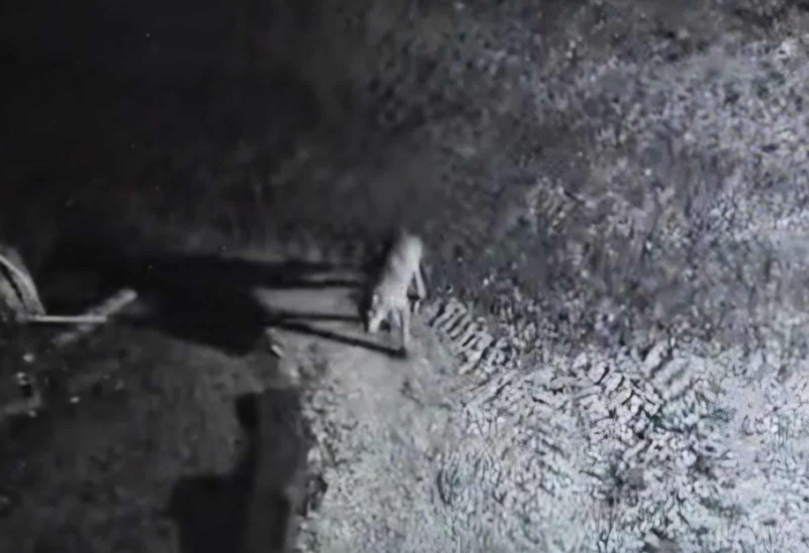 «Lupi in zona autoparco e a Caldarette Ete» Le segnalazioni dei residenti (Video)