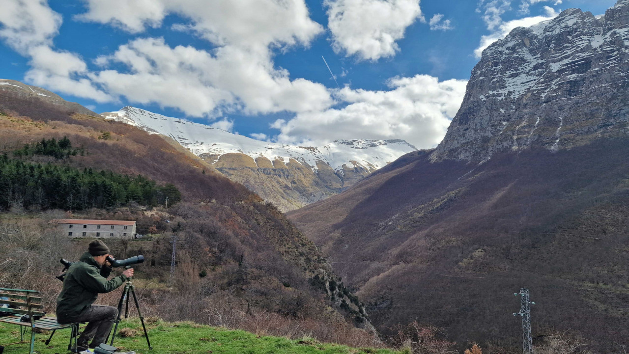 Otto coppie di aquila reale  nei cieli dei Sibillini